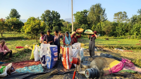 महिला स्वयं सहायता समूह द्वारा खरीदा गया गेहूं