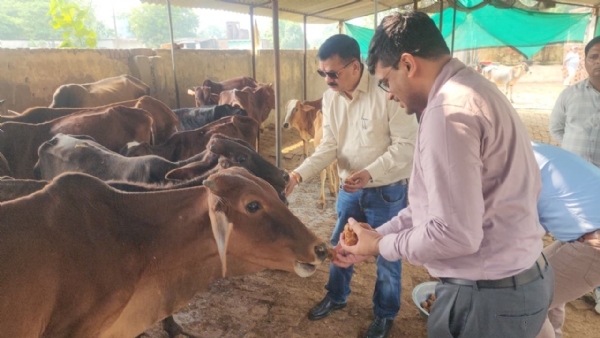 गोवर्धन पूजा पर जिलाधिकारी डॉ दिनेश चंद्र सिंह गायों को गुड खिलते हुए