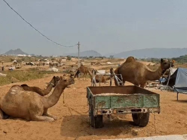 पुष्कर मेला 2025 पुष्कर मेला 2025