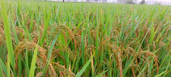 अंचल में तैयार हो रही धान फसल। अंचल में तैयार हो रही धान फसल।