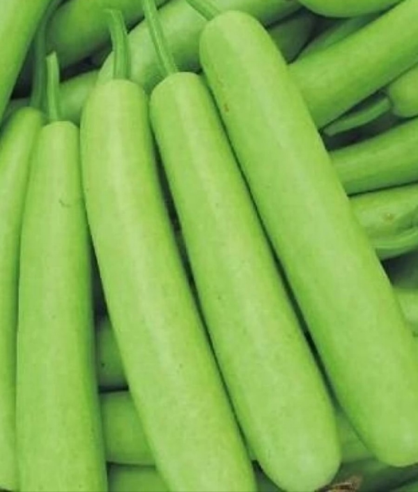 अररिया फोटो:सब्जी बाजार में लौकी अररिया फोटो:सब्जी बाजार में लौकी