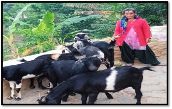 तारा देवी तारा देवी