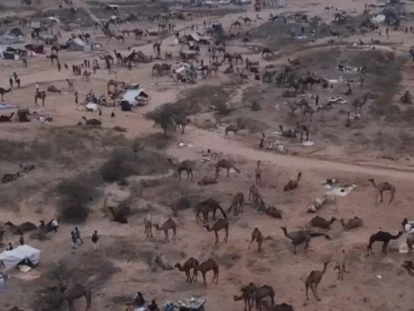 मेले में अब तक करीब पांच हजार से ज्यादा पशु आ चुके हैं। मेले में अब तक करीब पांच हजार से ज्यादा पशु आ चुके हैं।