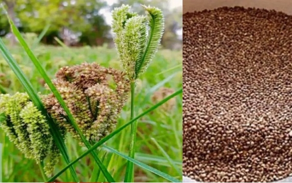 कोदो (प्रतीकात्मक तस्वीर) कोदो (प्रतीकात्मक तस्वीर)