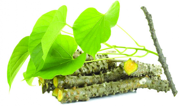 गिलोय गिलोय