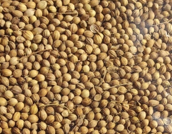 धनिया का गूगल फोटो