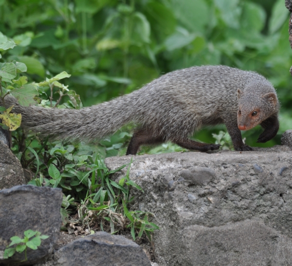 नेवला नेवला