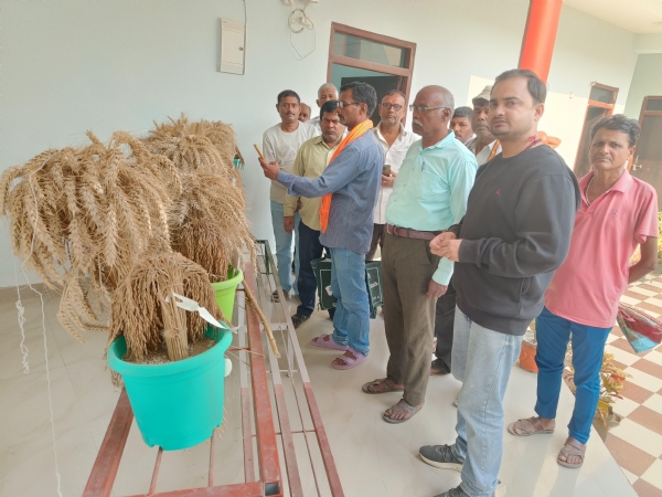 केवीके परसौनी में फसल संग्रहालय का अवलोकन करते किसान केवीके परसौनी में फसल संग्रहालय का अवलोकन करते किसान