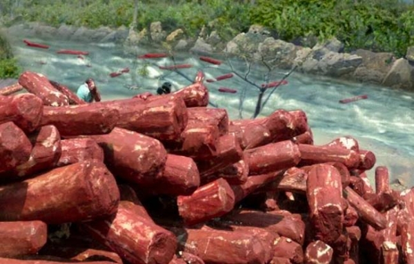 लाल चंदन (प्रतीकात्मक फोटो) लाल चंदन (प्रतीकात्मक फोटो)