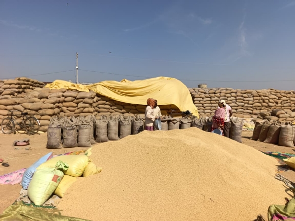 धान खरीद फाइल फोटो