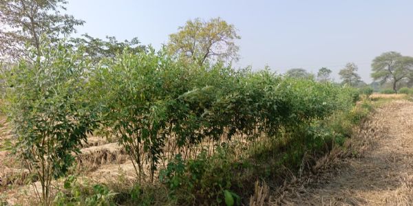 धमतरी : फसल चक्र परिवर्तनाय वर्धयितुं कृषकाः गृह्णन्ति दलहन तिलहनस्य सस्यानि