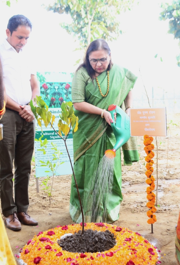 सिंदूर का पौधा लगाकर कुलपति ने किया मियावाकी वन का उद्घाटन* सिंदूर का पौधा लगाकर कुलपति ने किया मियावाकी वन का उद्घाटन*