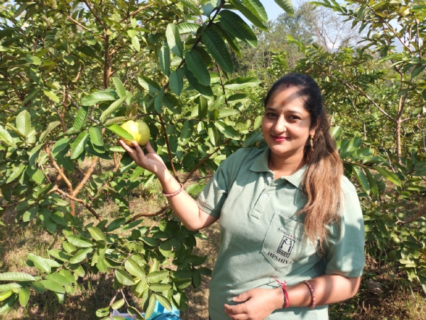 गध्यानी क्लस्टर अमरूद की खेती किसानों के लिए लाभदायक। गध्यानी क्लस्टर अमरूद की खेती किसानों के लिए लाभदायक।