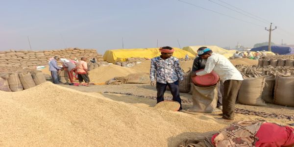 १५ नवम्बरात् आरभ्य धान्यक्रयः भविष्यति, टोकनप्रक्रिया शीघ्रं, कृषकेषु उत्साहः