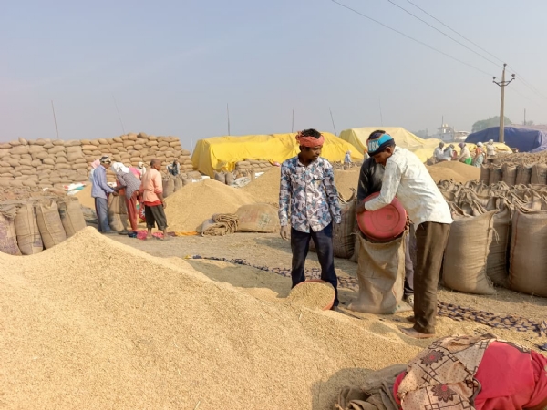 धान खरीदी केंद्र में धान की तौलाई करते हुए किसान। धान खरीदी केंद्र में धान की तौलाई करते हुए किसान।