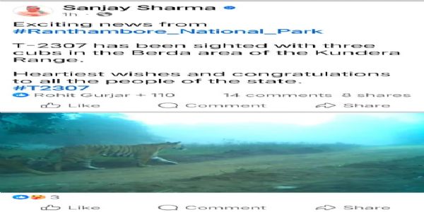 रणथंभौरे हर्षः त्रिभिः शावकैः सह दृष्टा बाघिन टी-2307, वन विभागः अवर्धत निरीक्षणम्