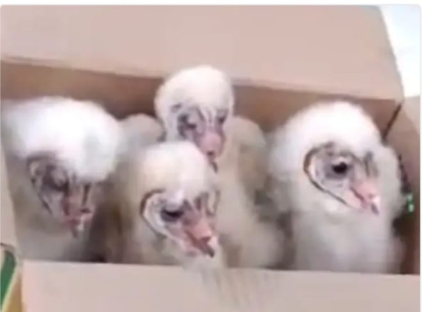 फोटो फोटो