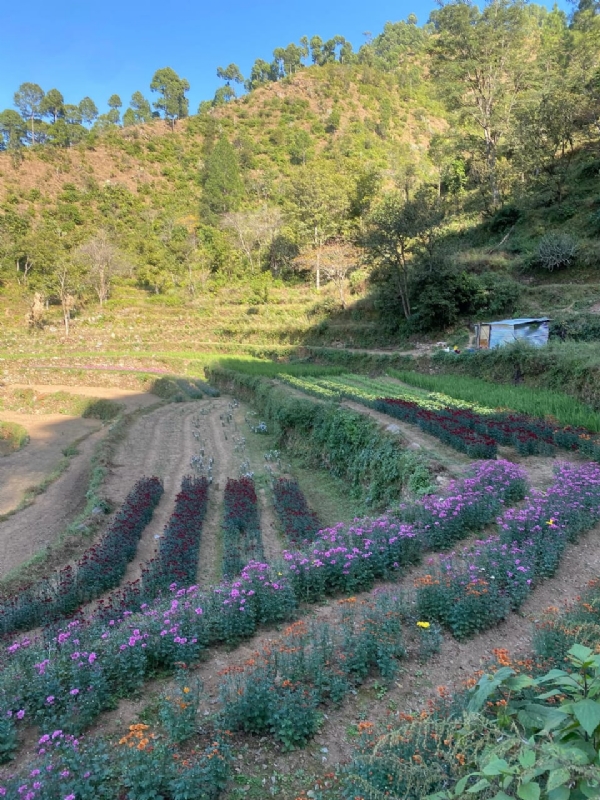 पाबौ में फूलों की खेती। पाबौ में फूलों की खेती।