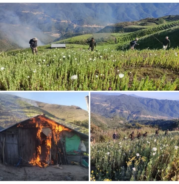 मणिपुर में सुरक्षा बलों द्वारा 119 एकड़ में फैली अफीम की खेती नष्ट किए जाने की तस्वीर।