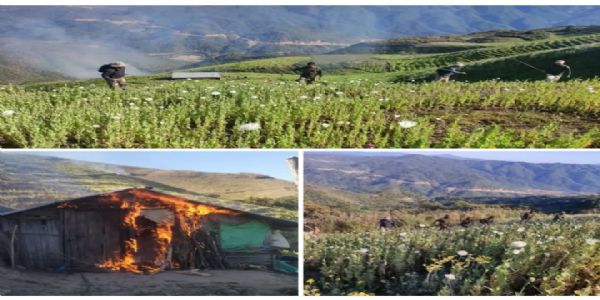 मणिपुरे सुरक्षा बलानि 119 एकड़मिता प्रसरिता अफीमकृषिर्नष्टा