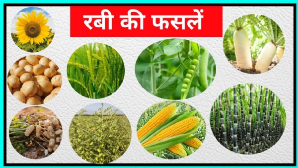 रबी फसलो का फोटो