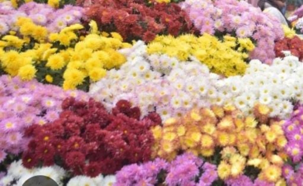 पुष्प प्रदर्शनी का प्रतीकात्मक छाया चित्र