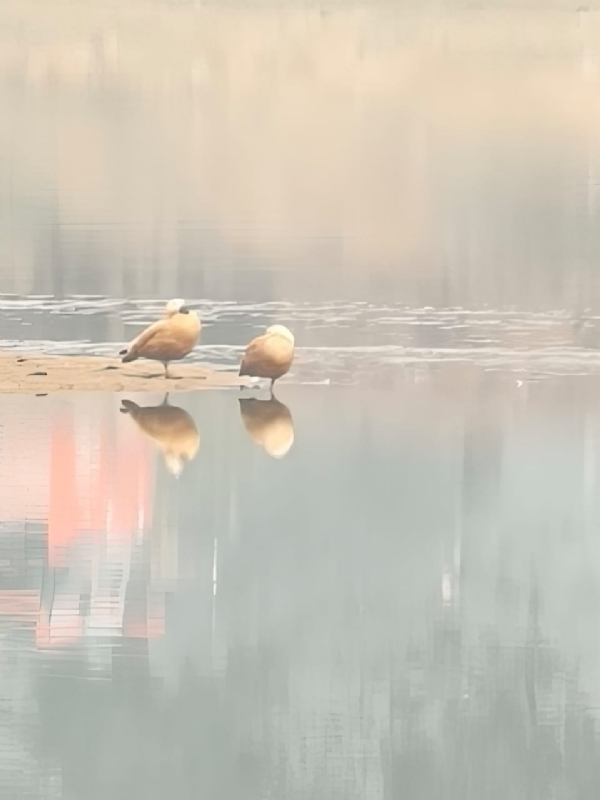 साइबेरियन डक