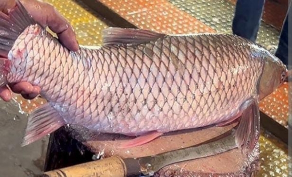 प्रयागराज के मछली करोबार का प्रतीकात्मक छाया चित्र