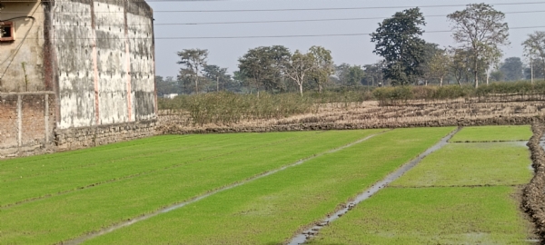 ग्राम पोटियाडीह में धान की नर्सरी तैयार हो रही है।