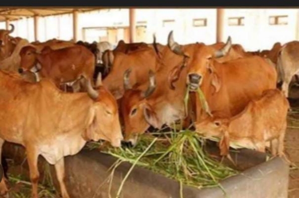 प्रयागराज की तीन गोशालाओं को बनाया जाएगा माडल