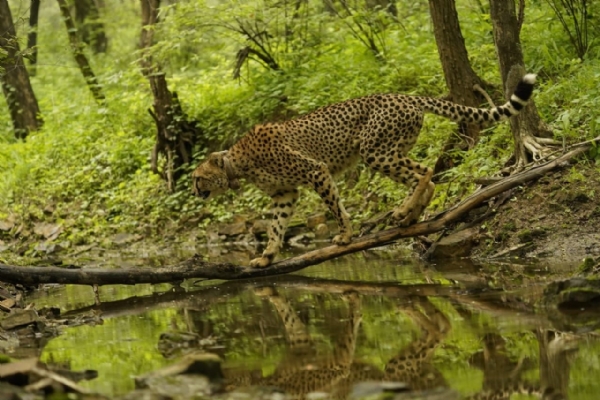 चीता की तस्वीर। चीता की तस्वीर।