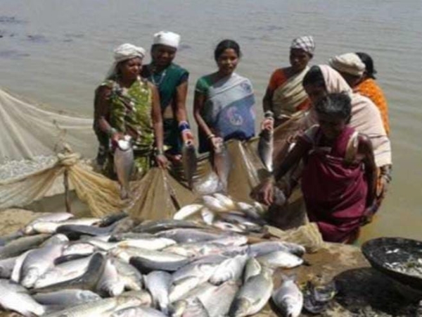 मुख्यमंत्री मत्स्य संपदा योजना की प्रतीकात्मक छाया चित्र मुख्यमंत्री मत्स्य संपदा योजना की प्रतीकात्मक छाया चित्र