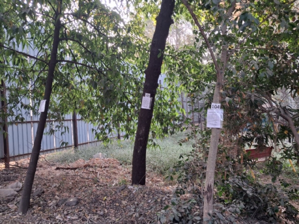 Axe on trees years ago, dr Prashant Axe on trees years ago, dr Prashant