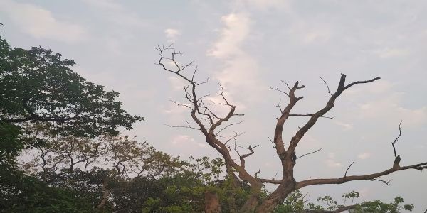 बङ्गालक्षेत्रे शीतस्य पुनरागमनम्, दक्षिणबङ्गे तापमाने त्रिचतुरडिग्रीपर्यन्तं न्यूनतायाः सम्भावना अस्ति