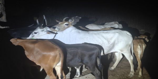 पुलिससंघर्षे द्वौ तस्करौ गृहीतौ, 25 गौवंशानां जातोपलब्धता
