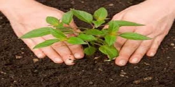 भोपालम् : मध्यप्रदेशस्य नगरीयक्षेत्रेषु हरितावरणवर्धनार्थम् अद्य कार्यशाला