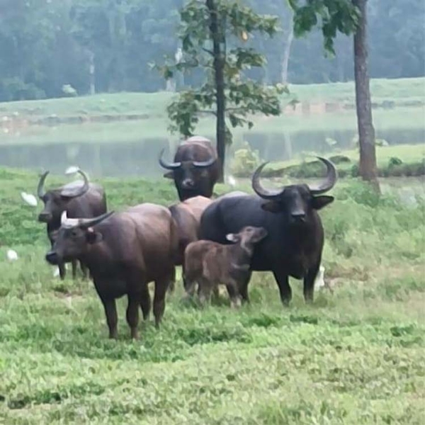 बारनवापारा वन्यजीव अभयारण्य में वनभैंसा