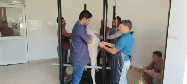 गंगातीरी और साहिवाल गायों से  भ्रूण संग्रह करते विशेषज्ञ