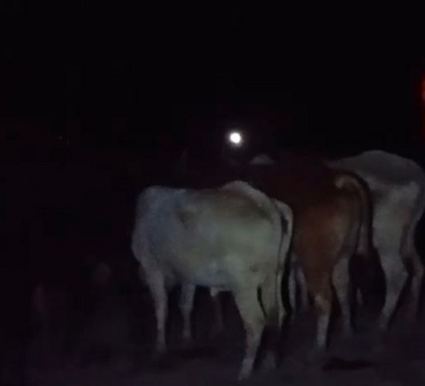 निराश्रित गोंवश चिन्हितकरण अभियान का छाया चित्र