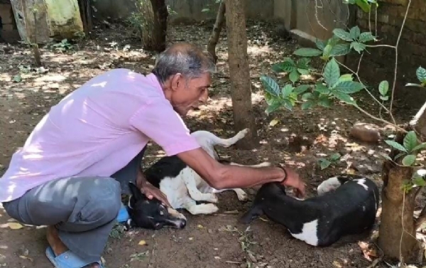 आवारा कुत्तों के साथ दादा