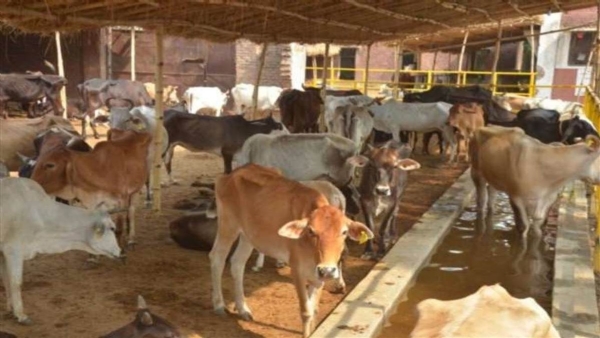 गौ आश्रय स्थल, मीरजापुर। गौ आश्रय स्थल, मीरजापुर।