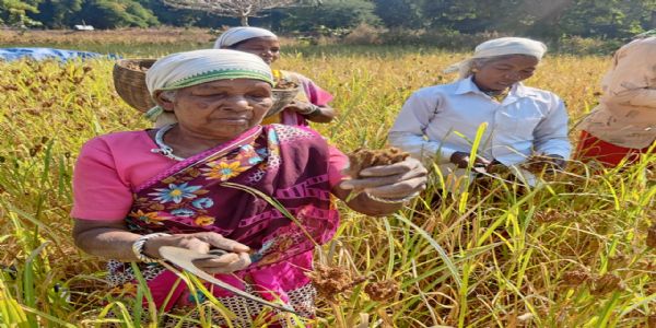 जिल्लायाः प्रथमतया भविष्यति “मिलेट्स महोत्सवः”, बोधिष्यते श्रीअन्नस्य गुणवत्ता