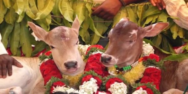 गोवत्सेभ्यो जातो भव्यः झोला अथ नामकरणसंस्कारः, गदगस्य रामगिरीग्रामे दृष्टा अनुपमा परंपरा