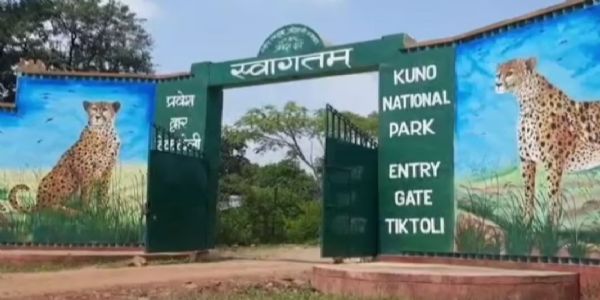 कूनो राष्ट्रियाभयारण्यस्य नरचीतेः मृत्योः अन्वेषणाय केन्द्रेण प्रेषिता उच्चस्तरीया समितिः।