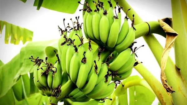 केला उत्पादन (प्रतीकात्मक)