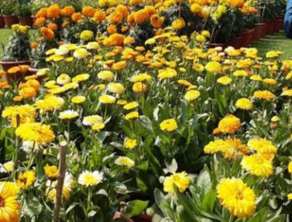 पुष्प प्रदर्शनी का प्रतीकात्मक छाया चित्र