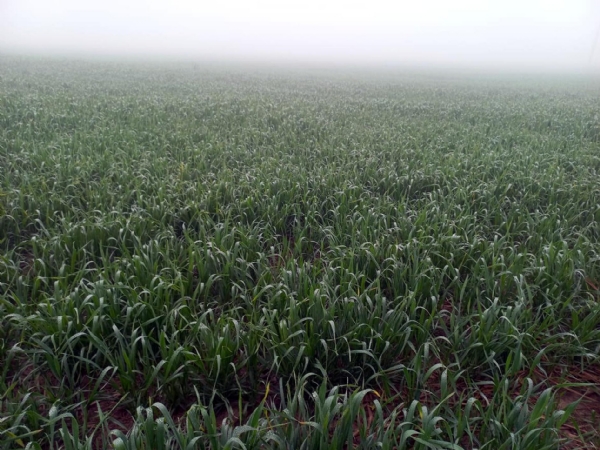 फतेहाबाद। खेतों में खड़ी गेहूं की फसल।