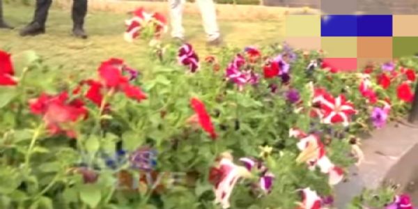 काजीरंगायां सरकारी ऑर्किड इत्यस्य उद्यानस्य उद्घाटनं 3 मार्च दिनांके करिष्यति मुख्यमंत्री डॉ. सरमा