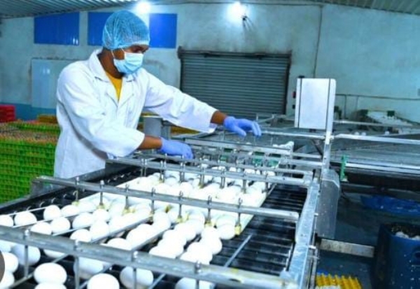 अंडा उत्पादन फर्म का प्रतिकात्मक छाया चित्र अंडा उत्पादन फर्म का प्रतिकात्मक छाया चित्र