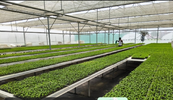 राजकीय नर्सरी में तैयार की जा रही सब्जियों की बेसन का छाया चित्र